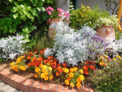 【花壇】季節の花を植えています